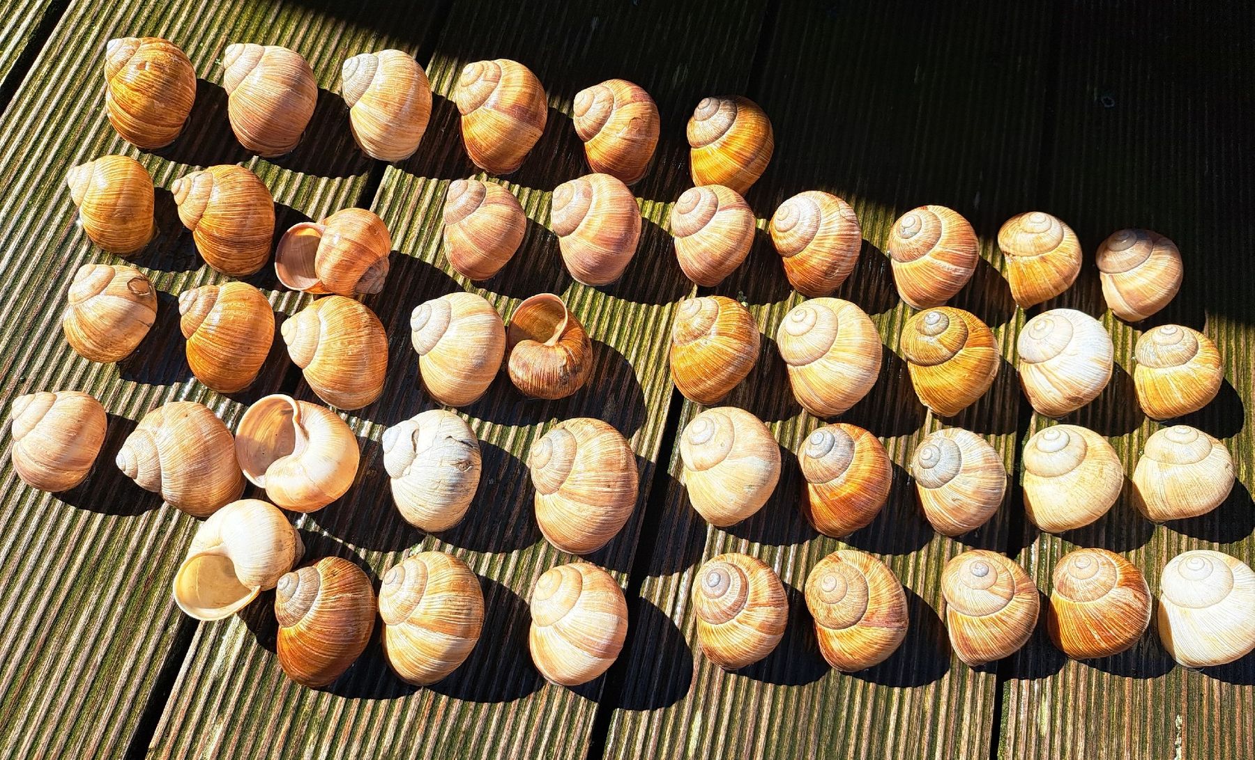 Tutte le decorazioni: 50 echte,grosse Weinbergschneckenhäuser. – Usato da Ebnat-Kappel venduto da Zurk 3