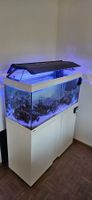 Aquarium komplett inkl. Fische, Filter, Lampe, Futter, e.c.t