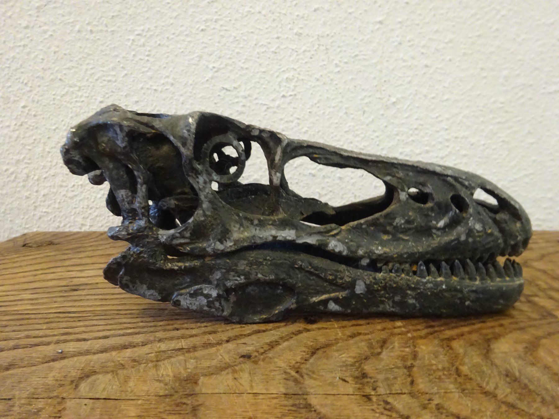 Fossili: Skulptur Schädel Saurier – Usato da Esslingen venduto da eintagammeer