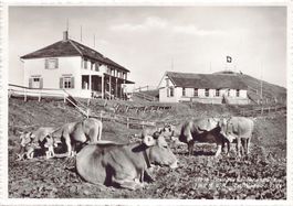 Gasthaus Hundwilerhöhe, mit Stempel, gelaufen 1949