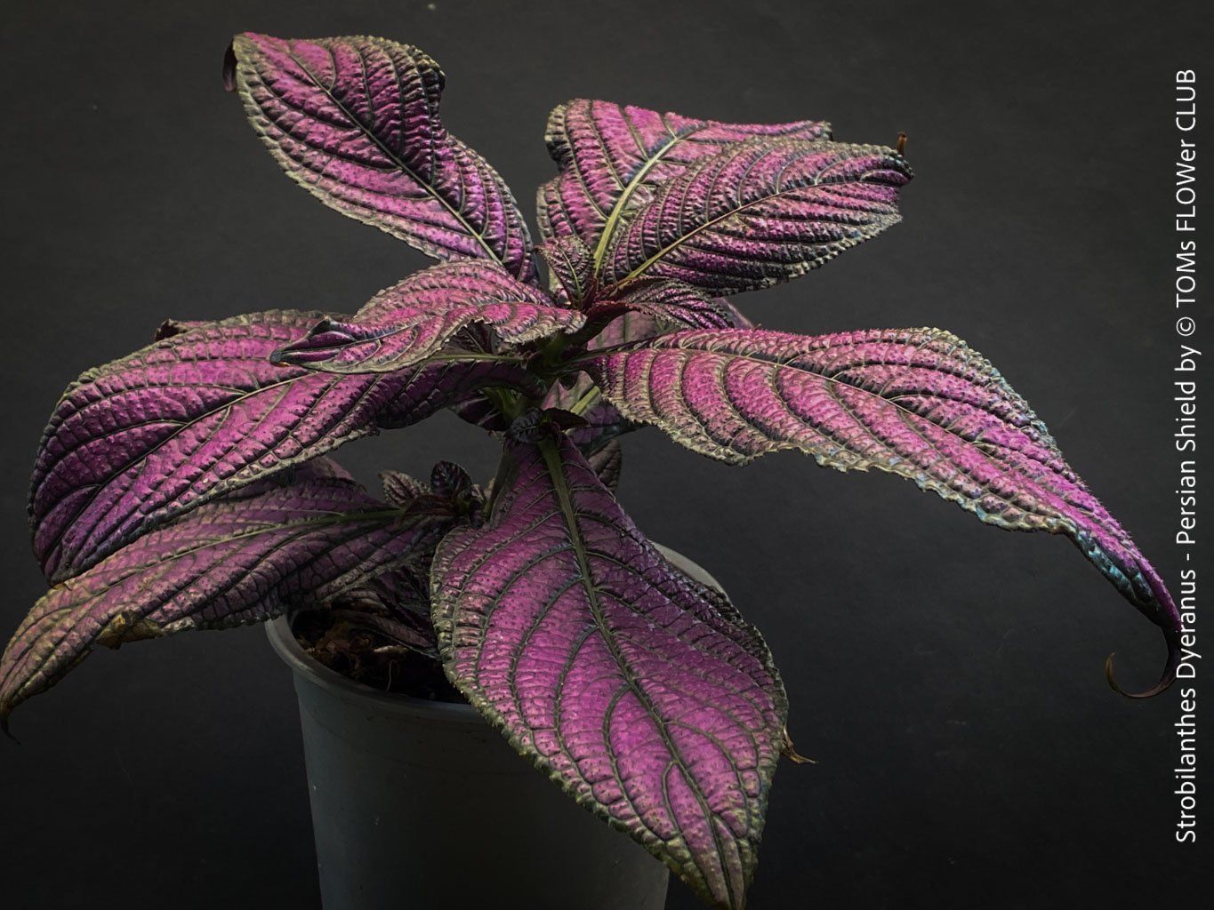 Piante & sementi: Strobilanthes Dyeranus - einfach nur Blattkunstwerk – Nuovo e nell'imballaggio originale da Adliswil venduto da asTOMas963 8