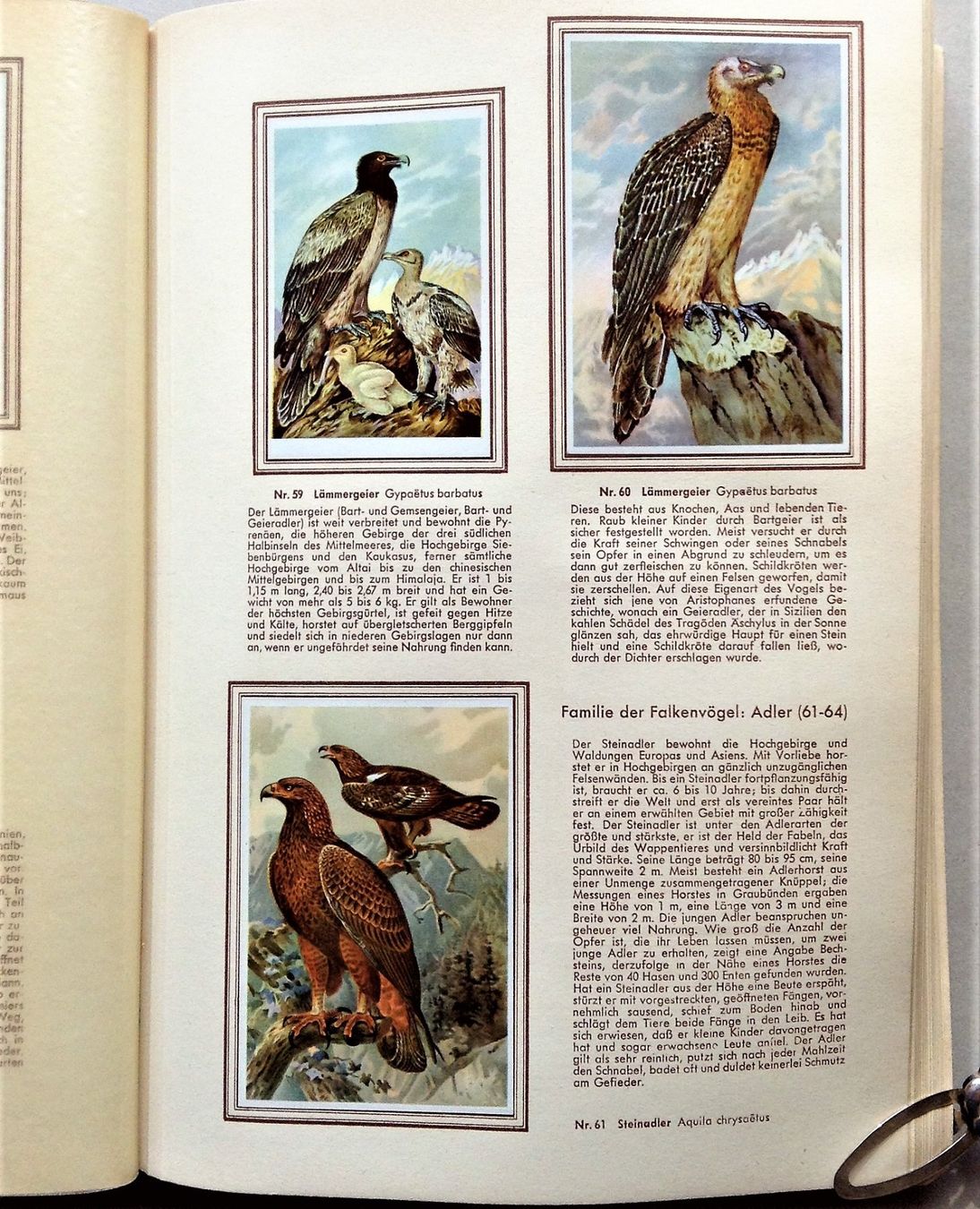 Libri: Buch: Bunte Vögel aus aller Welt – Usato da Alpnach Dorf venduto da MZ001 6
