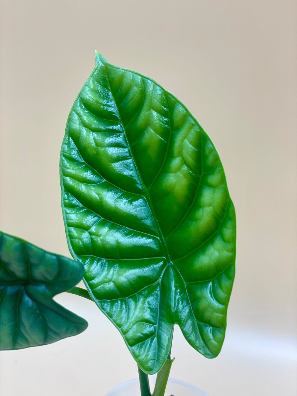 Pflanzen & Samen: Alocasia Sinuata – Neu (gemäss Beschreibung) aus Zürich von Leafscape 1