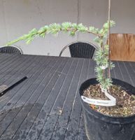 Cedrus atlantica "Glauca"  blaunadelige Atlaszeder veredelt