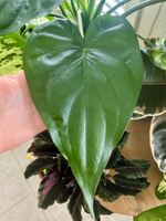 Alocasia cucullata Large Active Rhizome