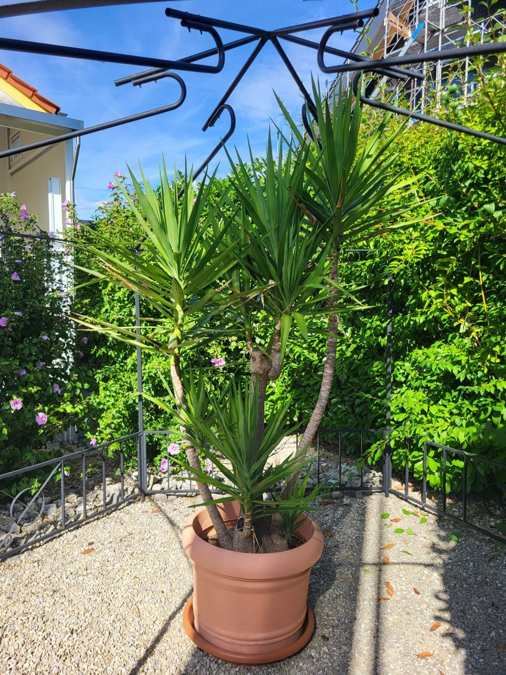 Pflanzen & Samen: Grosse Yuca Palme – Gebraucht aus Unterkulm von siro5726 3