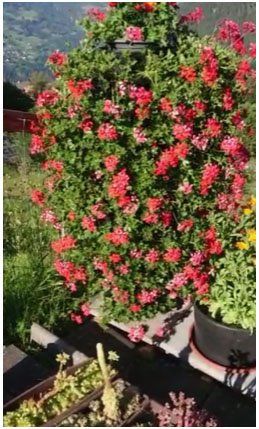 Vasi per fiori: Hochbeet / Planzenturm 5-stufig – Nuovo e nell'imballaggio originale da Galgenen venduto da Fx122 3