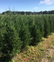 Cupressocyparis leylandii Leylandzypresse 80cm
