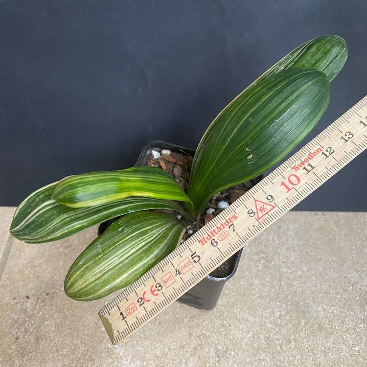 Clivia miniata variegata 5L Kaufen auf Ricardo