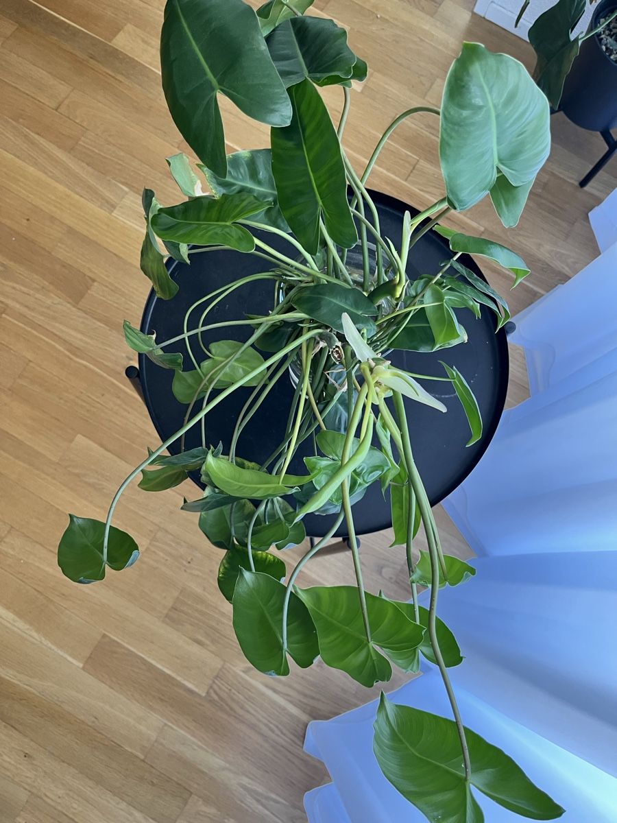 Piante & sementi: Philodendron Burle Marx – Usato da Uster venduto da ke114 1