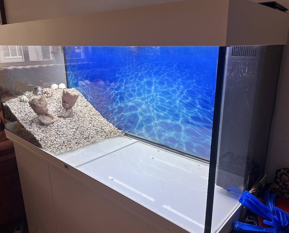 Acquari: Aquarium – Usato da Wichtrach venduto da sefom 4