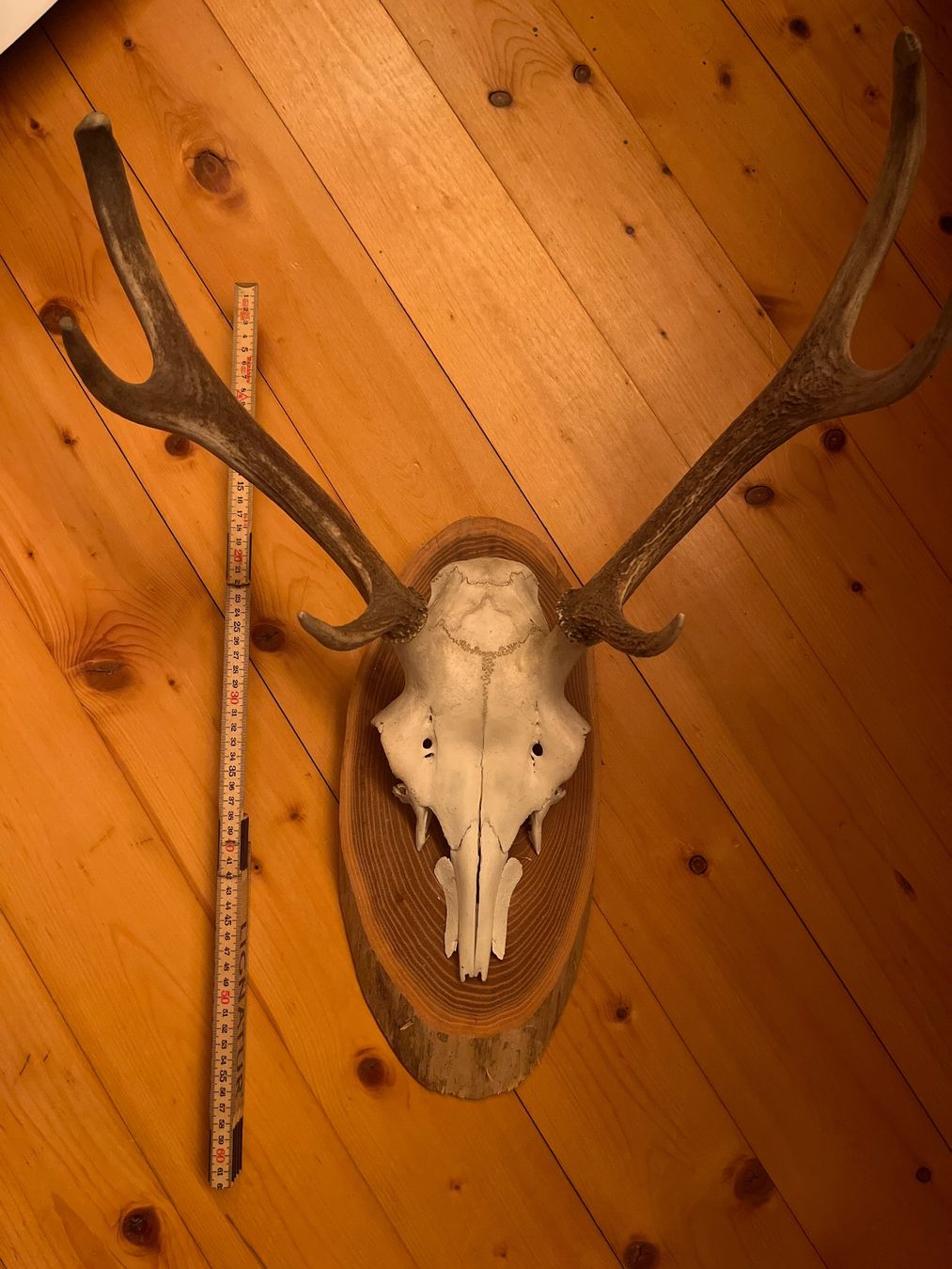 Altre raccolte & rarità: Hirschgeweih Trophäe Jäger – Usato da Maienfeld venduto da DivicoHelveticus 5