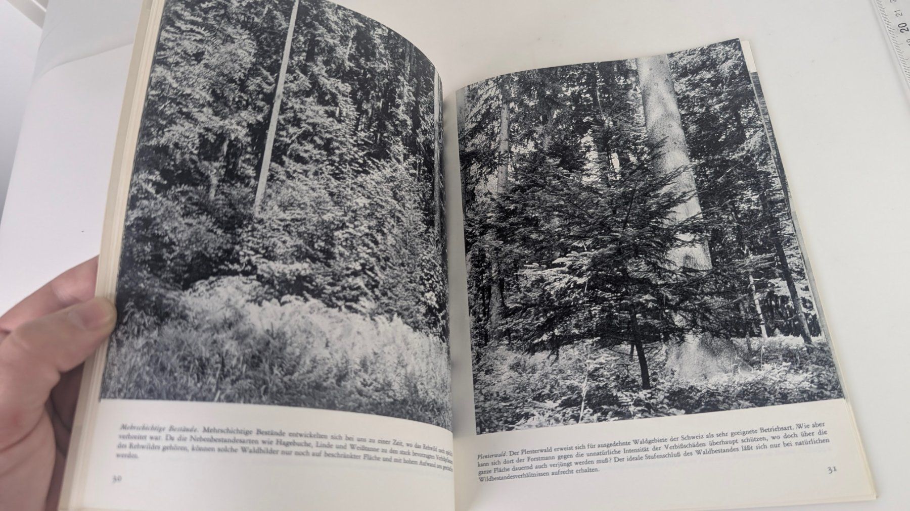 Bücher: Schweizer Heimatbücher: Wald und Wild 1968 – Gebraucht aus Zürich von axolottchen 6