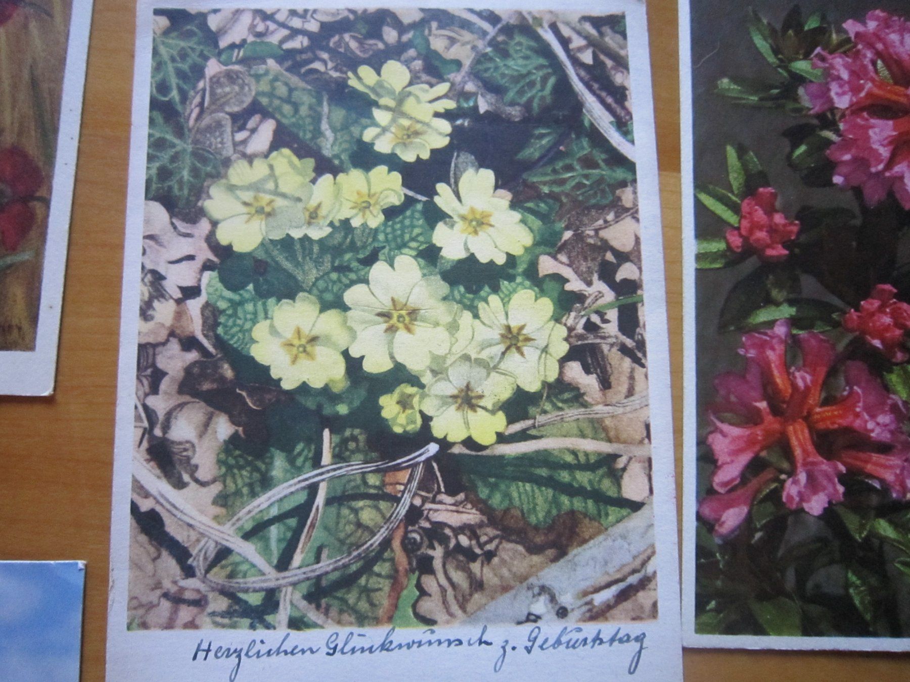 Ansichtskarten: No2 Postkarten Blumen – Gebraucht aus Gordola von Polentaefung 5