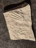 Fossil Abdruck, versteinerte Welle, Deko Fundstück!