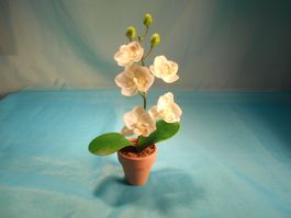 Phalaenopsis weiss im Topf, H: 22cm