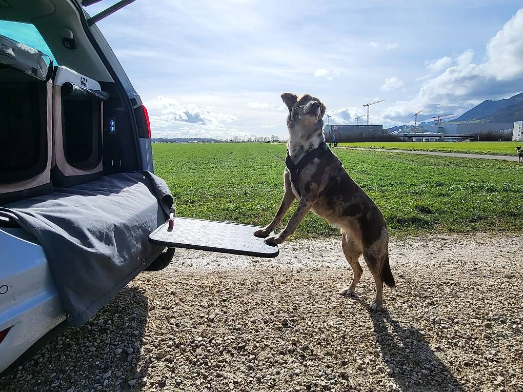 Gabbie, trasporto & Sicurezza: Zu verkaufen Hunde Rampe – Usato da Kestenholz venduto da fiatsubi 3
