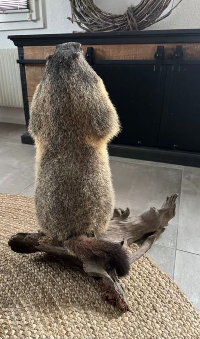 Welt der Tiere: Murmeltier Präparat – Gebraucht aus Flums von TheNorthMan 3