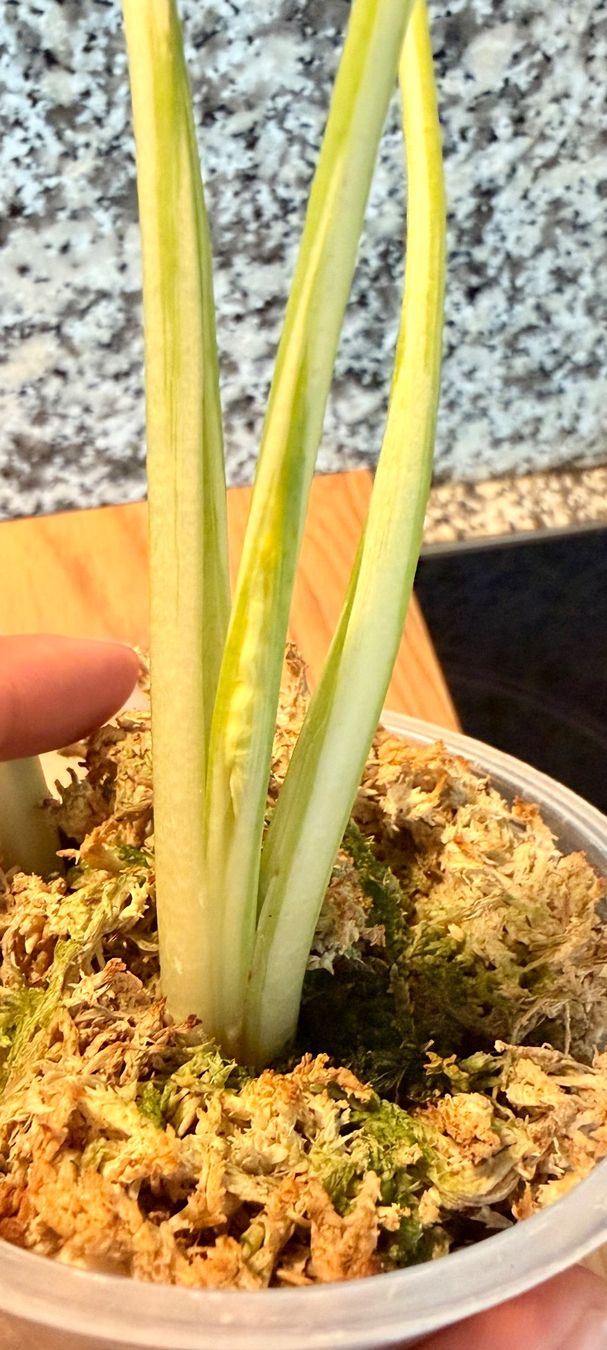 Plantes & graines: Alocasia Cucullata "Crinkles Albo" – D'occasion à Kaiseraugst par dka_b97z 4