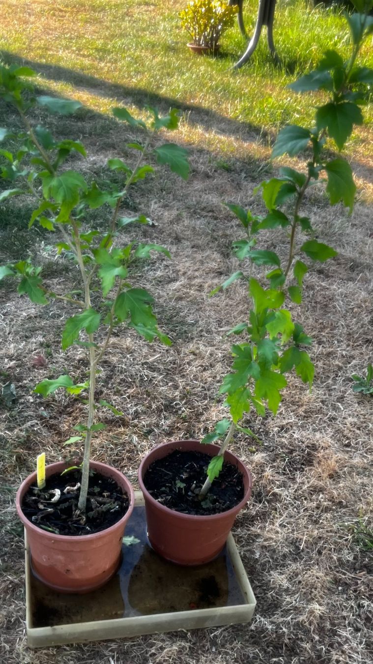 Piante & sementi: Hibiskus Violett – Nuovo (secondo la descrizione) da Vinelz venduto da Wellensittich55 4