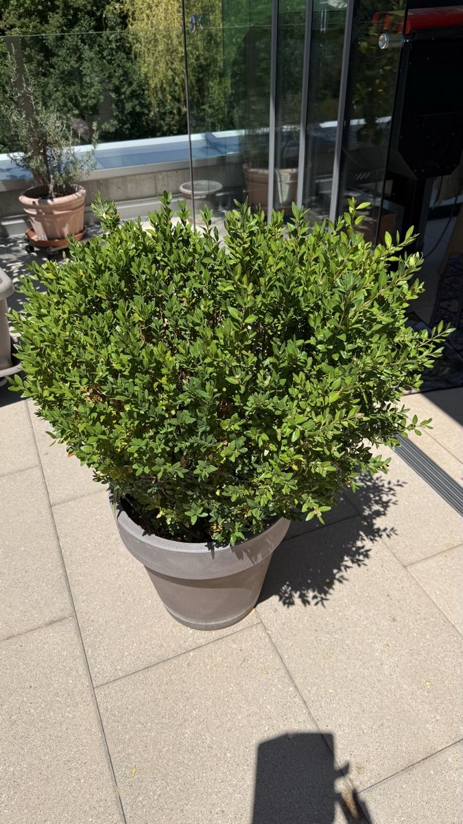 Plantes & graines: Buxus – D'occasion à Stettlen par Ragnaud