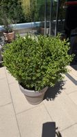 Buxus
