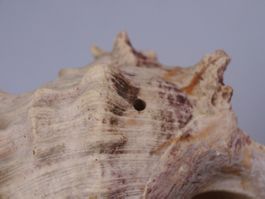 Gehäuse Riesenstachelschnecke (Chicoreus ramosus)