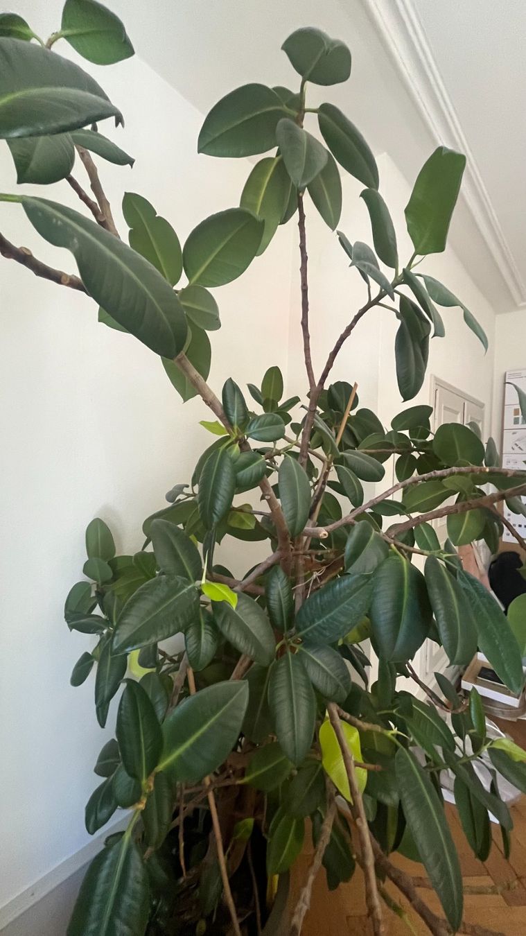 Plantes & graines: Gummibaum – D'occasion à Basel par tiktak09 4