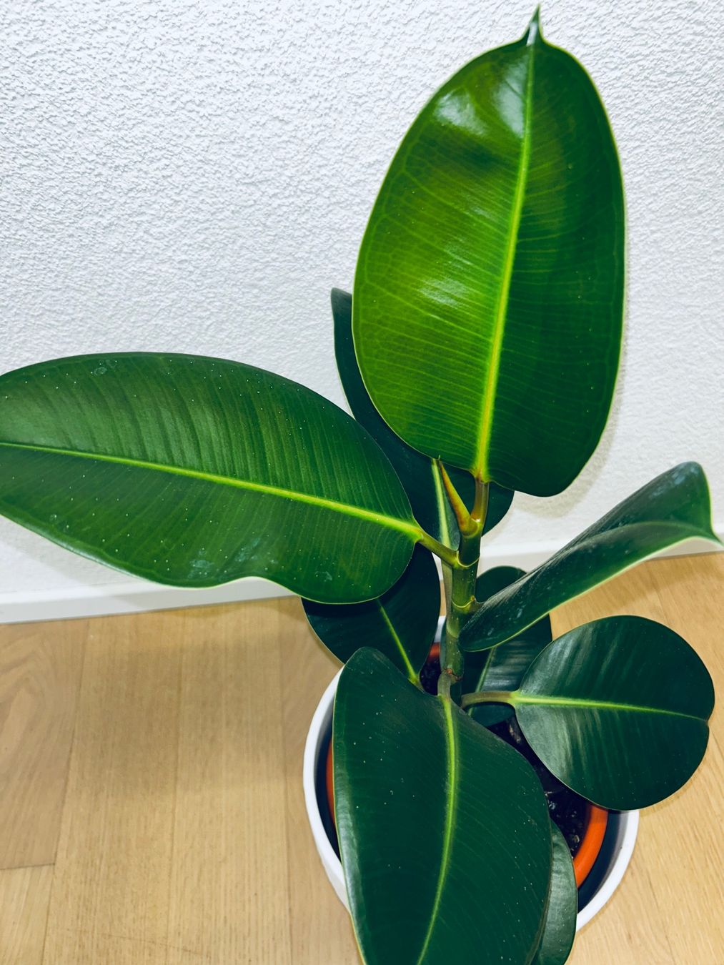 Piante & sementi: FICUS ELASTICA ROBUSTA Pflanze, Gummibaum 60 cm – Usato da Kilchberg ZH venduto da malibubeach 4