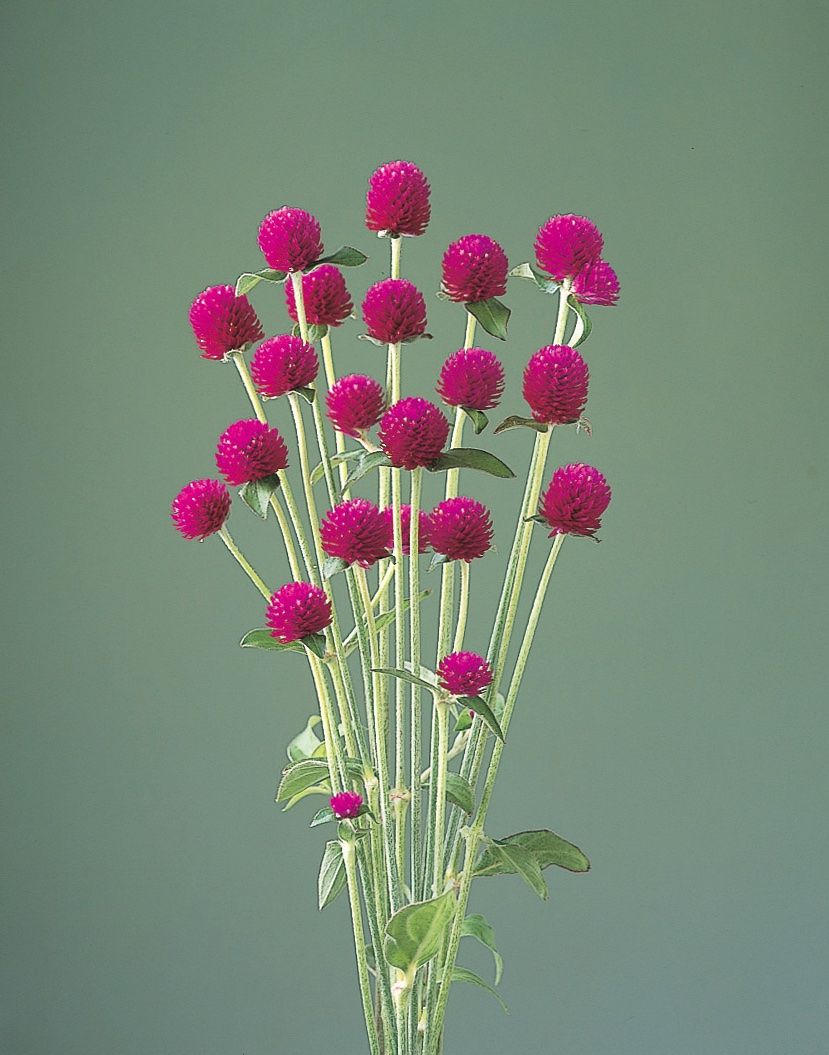 Piante & sementi: 50 Samen Kugelamarant Gomphrena CARMINE Samen – Nuovo (secondo la descrizione) da Ehrendingen venduto da VerveinaSamen 1