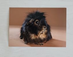 Postkarte / Tiermotiv