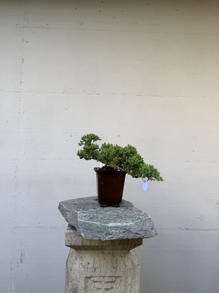 Plantes & graines: Juniperus Kaskaden-Bonsai AB 1.-  – D'occasion à Gossau SG par SolitariusBotanica
