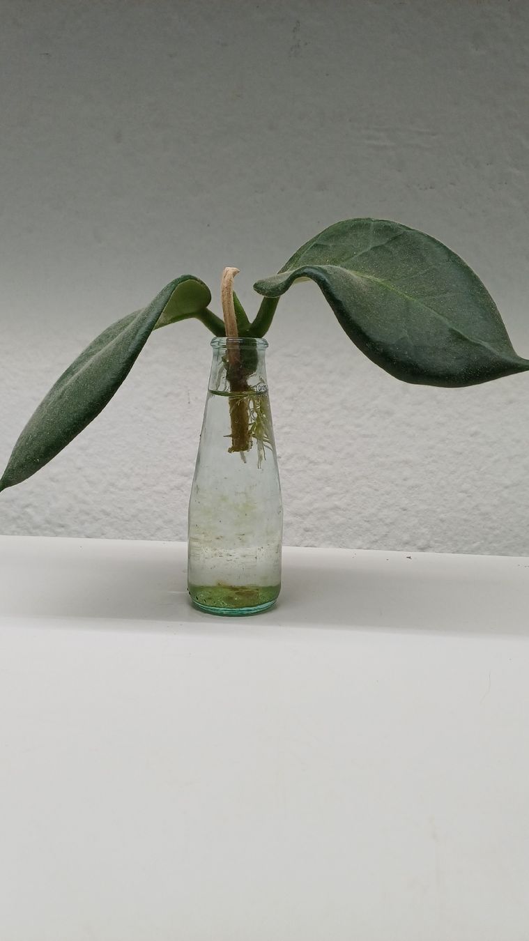 Piante & sementi: Hoya Calycina Stargazer – Usato da Bern venduto da uwi_8t7x
