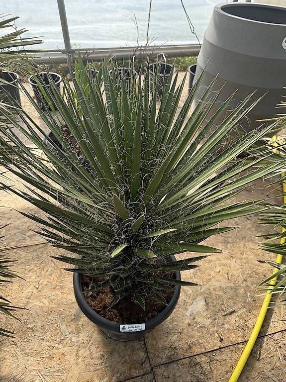 Piante & sementi: Yucca Filiferia – Nuovo e nell'imballaggio originale da Zuckenriet venduto da Thur_Plant 4