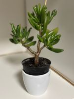 Kleine Sukkulente Crassula ovata ‚Gollum’ Geldbaum #2