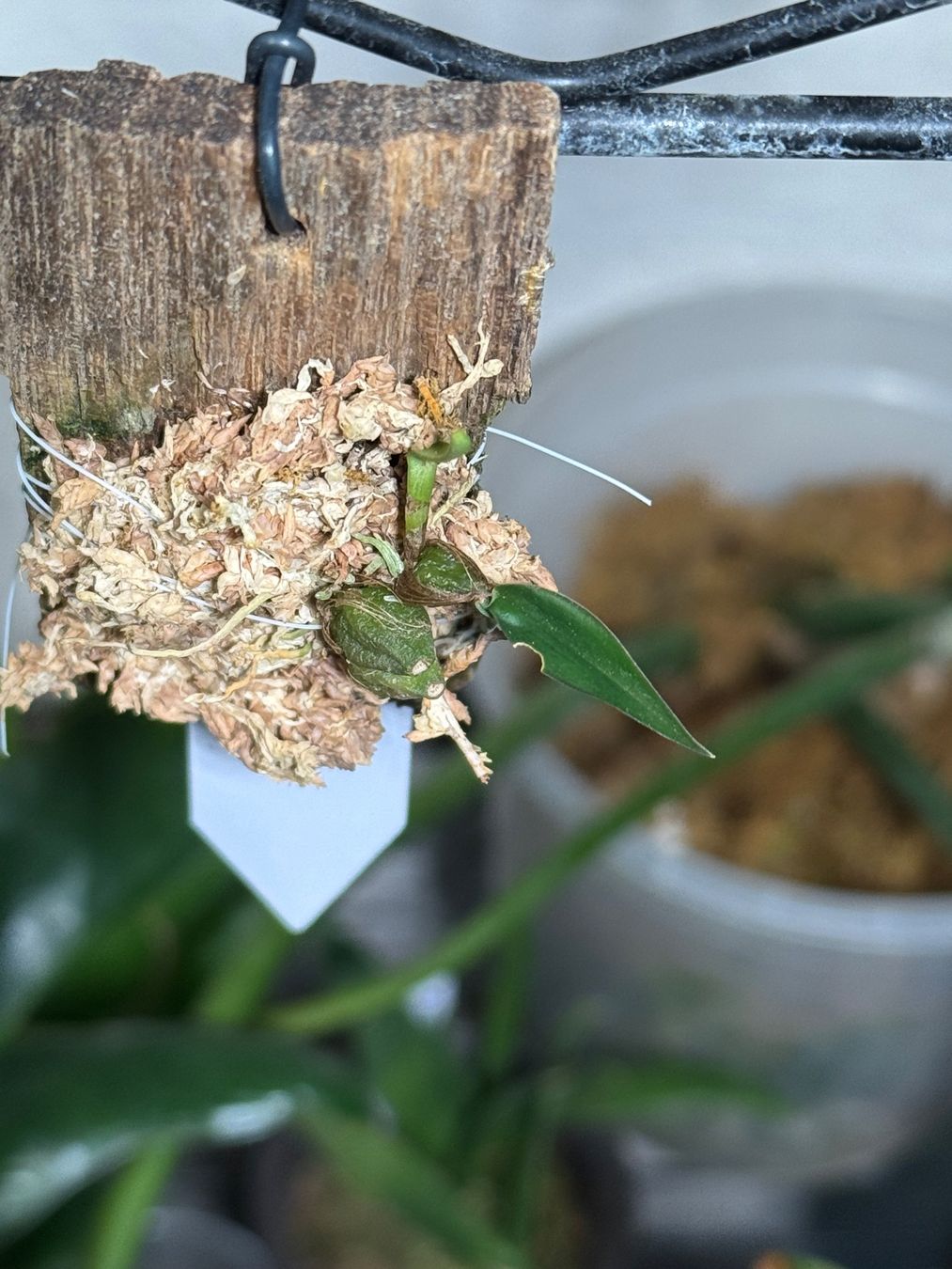 Pflanzen & Samen: Bulbophyllum fibratum – Gebraucht aus Männedorf von mrclst 2