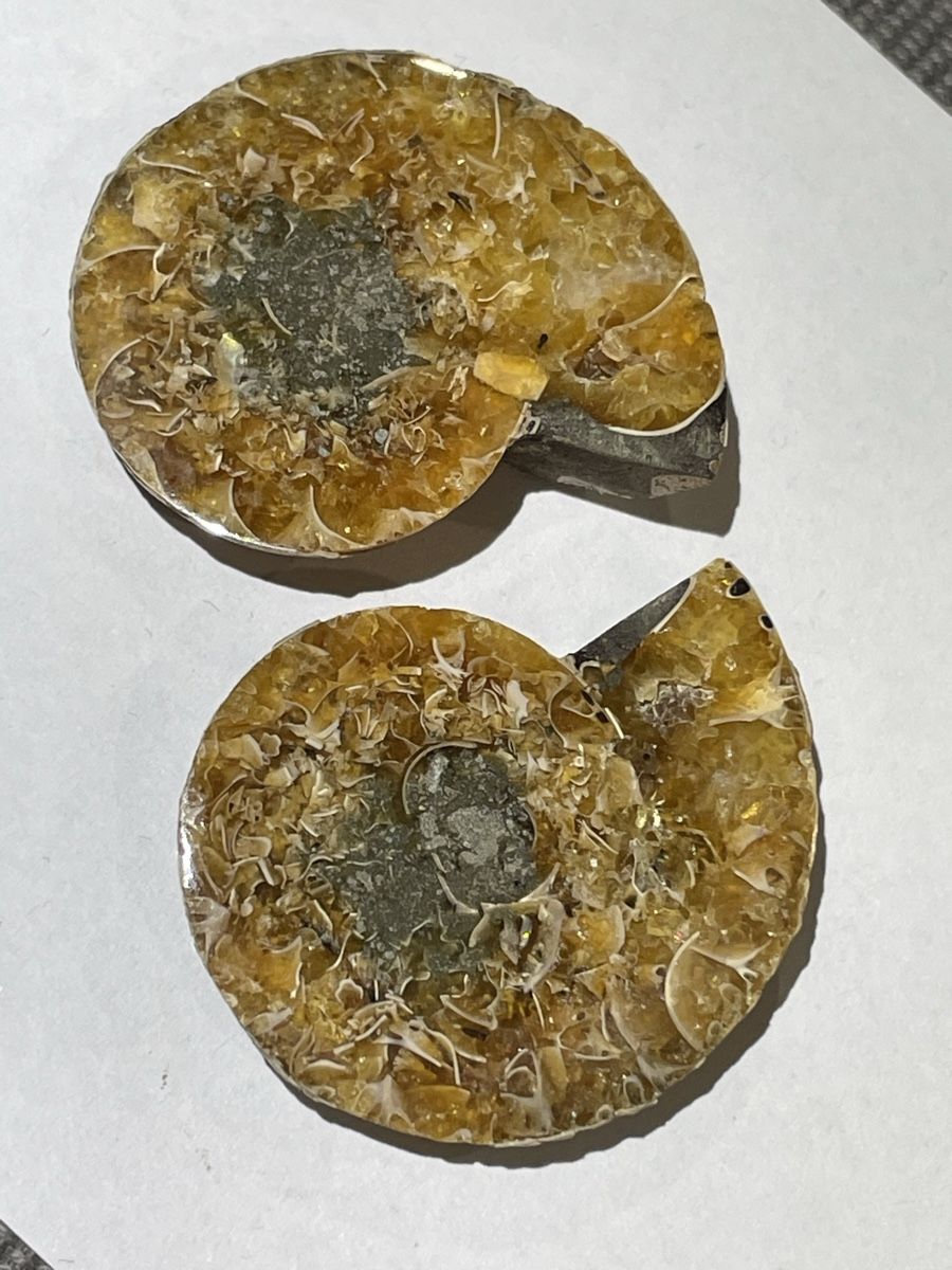 Fossili: Ammonit Paar / Fossil / Stein – Nuovo (secondo la descrizione) da Rümlang venduto da euqinom16 1