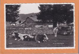 A la montagne - Mont-Crosin - Vaches 1961