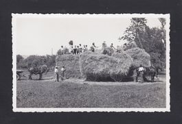 alte Fotokarte "Heuet im Bärnbiet" HEUERNTE / LANDWIRTSCHAFT