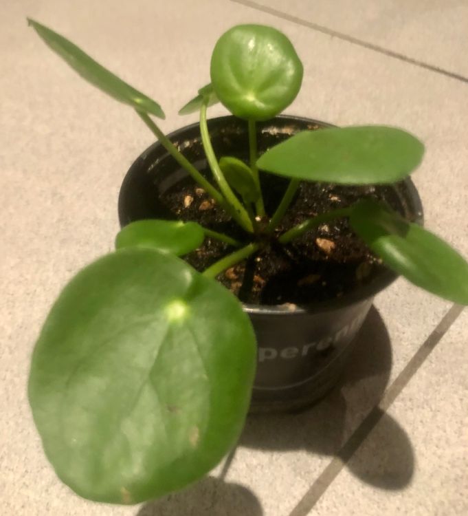 Zierpflanze Zimmer Pflanze 10 cm ↕️ “PILEA PEPEROMIOIDES” Kaufen auf