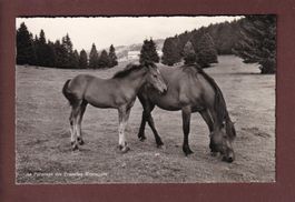 CHEVAUX au Pâturage des Franches Montagnes