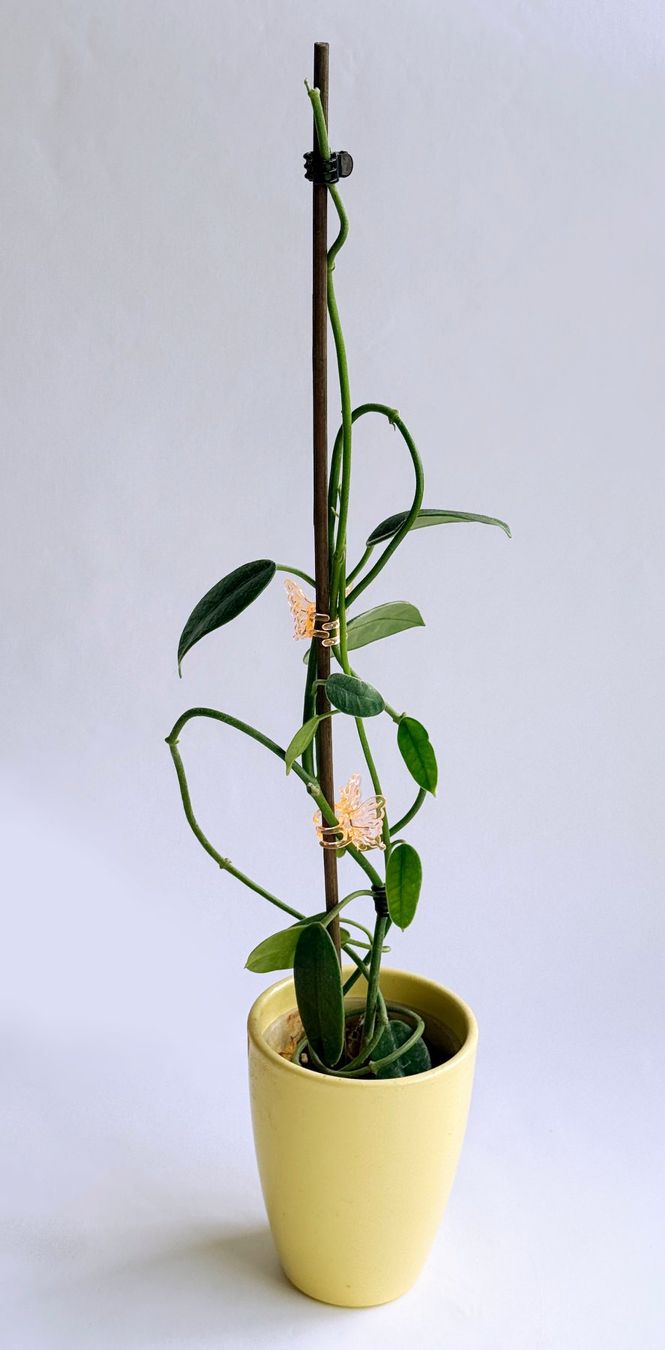 Piante & sementi: Hoya sp. Dianel ISH***** – Nuovo (secondo la descrizione) da Dübendorf venduto da Orchid18 2