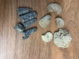 Fossilien-Konvolut, Ammoniten, Belemniten-