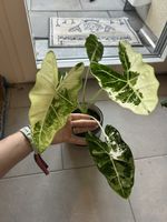 Alocasia Frydek Variegata- gross