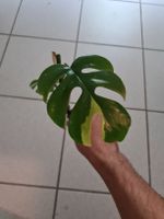 Monstera Minima Variegata Ableger
