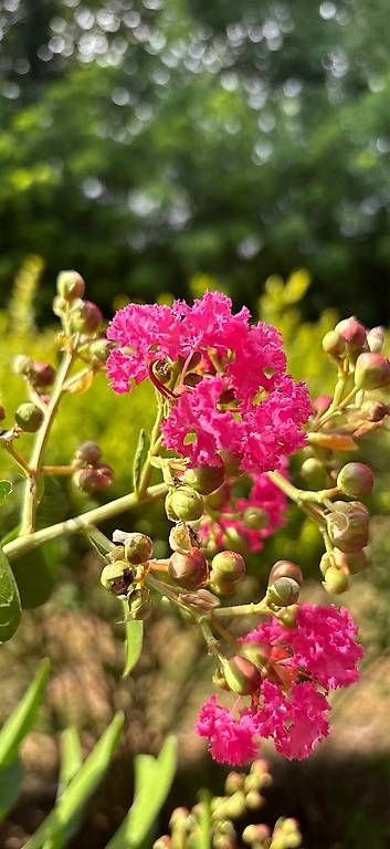 Pflanzen & Samen: Arbre à fleurs roses – Gebraucht aus Nyon von Marineg21