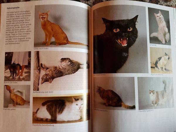 Bücher: 3 Katzenbücher = 1 Preis – Gebraucht aus Oberengstringen von Sheera7 5