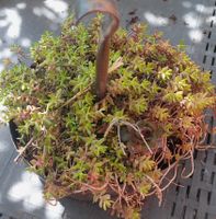 Pianta grassa Sedum pensile con decoro rustico in rame