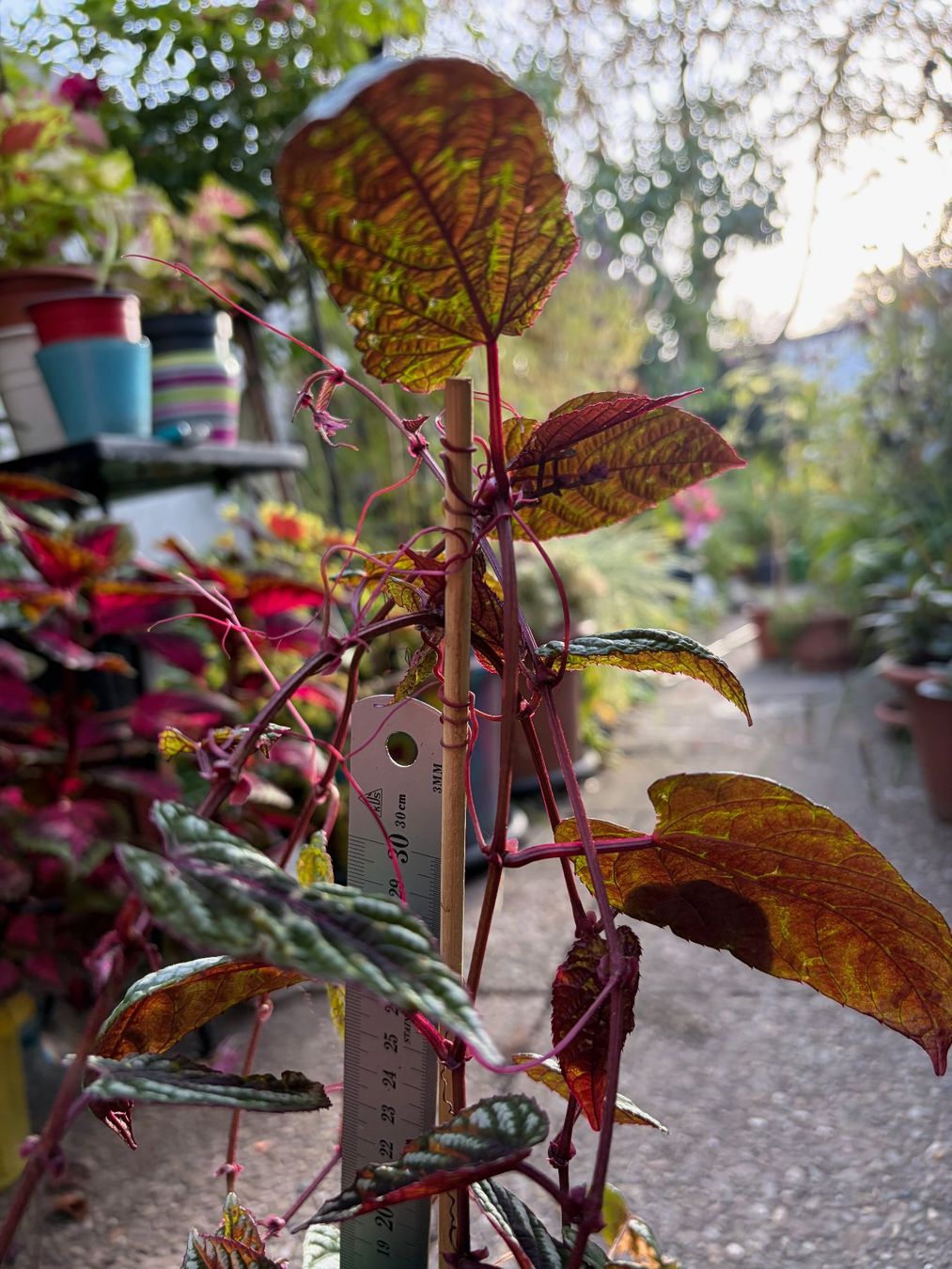 Piante & sementi: Cissus Discolor - Bunte Klimme – Usato da Winterthur venduto da Aniger 5