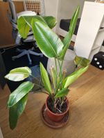 Strelitzia Nicolai Pflanze 110 cm